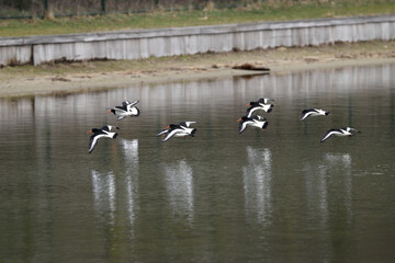 A flock of oystercatcher birds flying low over the water of a lake in Oss, Netherlands