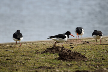 Beautiful oystercatcher birds by the cold water of a lake near Oss, Netherlands