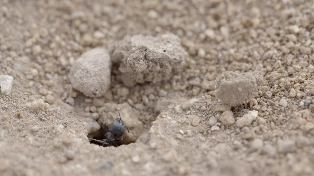 Maco Close Up of Black Sonoran Desert Ant aka Veromessor Pergandei in Dry Desert Ground