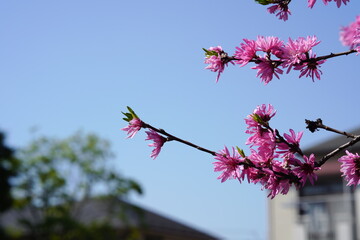 青空をバックにピンク色の花のアップ