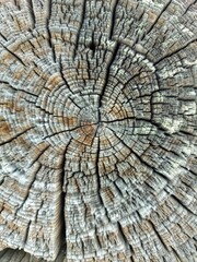 Fototapeta premium wood background