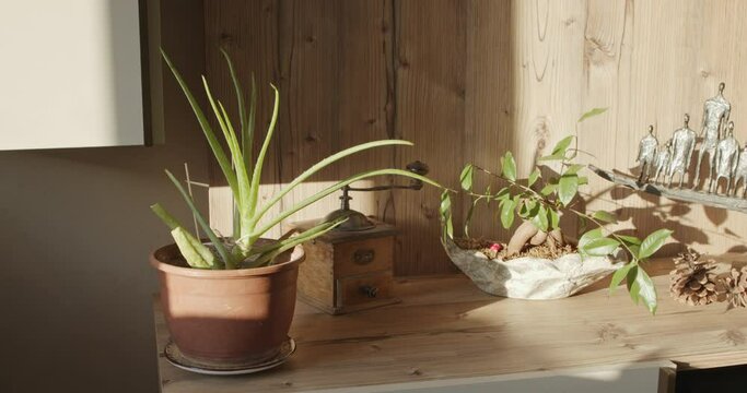 Timelapse of Sunset over Living Room with Elongated Shadows of Aloe Vera, Bonsai Tree and Pinecones