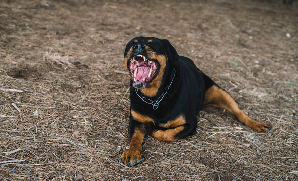 Rottweiler hembra l&iacute;nea alemana disfrutando de un paseo por el parque