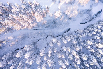 Air view shows snow covered forest. Fir trees from above. Light pastel tones are visible through the sun. - obrazy, fototapety, plakaty