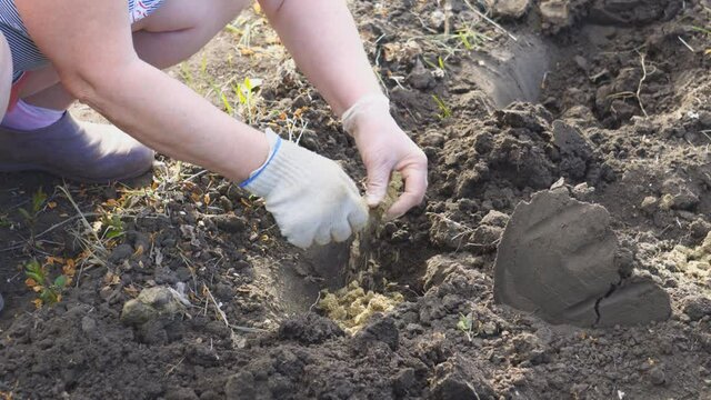 A woman in gloves fertilizes with dry horse manure bed in the garden