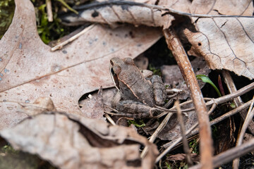 Wood Frog on Leaf in Springtime