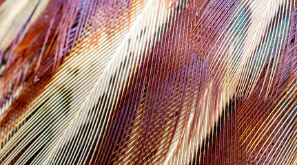 colored pheasant feathers with a visible texture. background