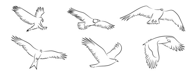 Adler Eagle Konturen Zeichnungen Vektor Grafik Lineart