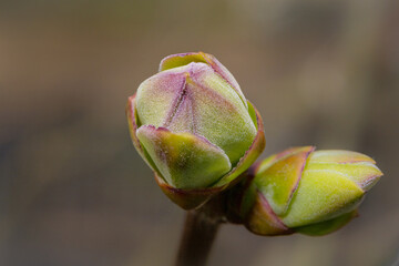 A macro photo of buds on a tree. Green blurry background. Picture from Eslov, Sweden