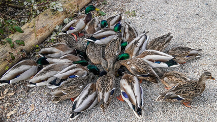 Group of ducks go crazy for bird food after the bird sanctuary reopen in pandemic