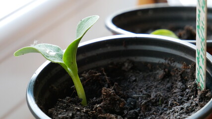 A close up of a new sprout seedling of a pumpkin plant in a plant pot