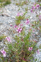 Chamaenerion fleischeri 