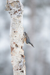 Nuthatch climbing down a birch tree