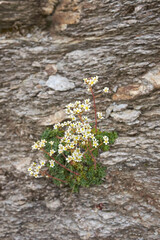 Saxifraga paniculata plant