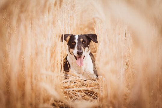 Dog lying in the middle of a sugar cane field.