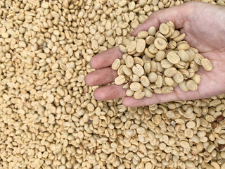 Hand carrying dried coffee beans, After  the process is dry with sunlight