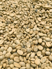 The dried coffee beans, Coffee berries are then processed either in a traditional “dry” method using the sun