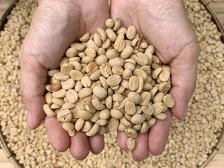 Hand hold carefully dried coffee beans on top view