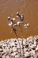 The region of Lachute in southern Quebec 