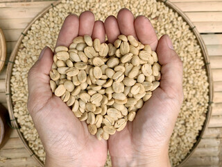 Hand hold dried coffee beans carefully, Carrying coffee beans, resembling a heart shape