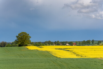 Blooming yellow rapeseed field under amazing sky. Springtime in Poland. Europe