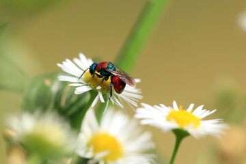Sand-Goldwespe auf Mutterkraut