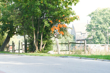 avenue of trees in Rzucewo road 
