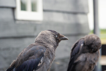 Raven with depth of field blurred background
