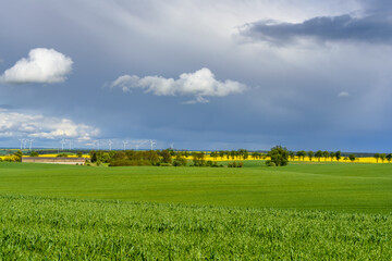 Spring landscape with blooming rape fields. Poland. Europe