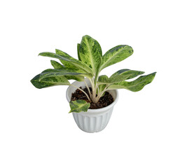 Aglaonema,Chinese Evergreen(ARACEAE) in pot is a beautiful and auspicious ornamental plant.Isolate on white background.
