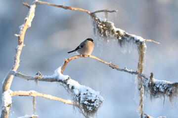 Bullfinch perched on moss branch