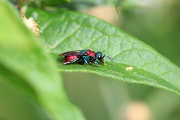 Sand-Goldwespe auf Mutterkraut