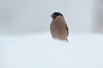 Bullfinch female sitting in snow
