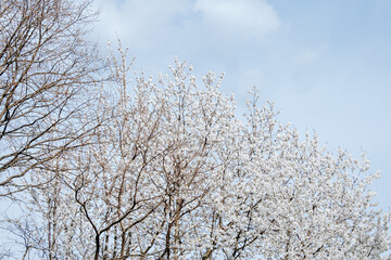 Beautiful landscape spring park, Warsaw, Poland