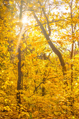 Beautiful autumn landscape with yellow leaves of forest trees