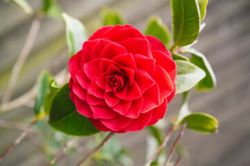 single red Camellia flower  and green foliage, with a soft focus fence in the backgroun