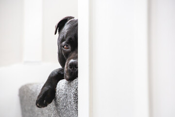 Staffordshire Bull Terrier dog lying on a stairs with carpet. Only half of his face can be seen and...