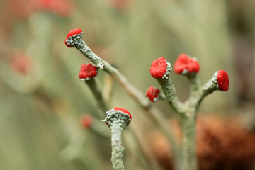 Rotfrüchtige Säulenflechte, Scharlach-Becherflechte