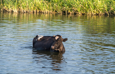 Cows or Cattle cooling off in a watering hole.