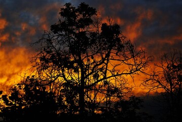 Naklejka premium Silueta de un árbol tras resplandeciente Atardecer en Mao Valverde