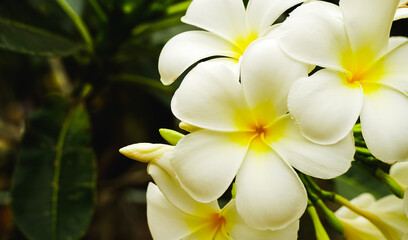 Naklejka na ściany i meble The white frangipani with leaves. White plumeria.Plumeria flowers - White plumeria on the plumeria tree.Close Up.