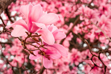 Pink blossom in spring