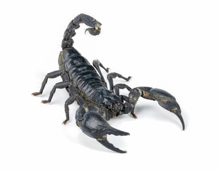 Black scorpion, isolated on white background, a strong warrior or predator, a strong coat and powerful weapons, Depth of Field.