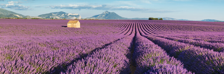 Lavender fields in Valensole Plateau at sunset. Panoramic view of Provence in Summer. Alpes-de-Haute-Provence, French Alps, France