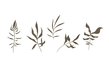 Set of single leaves on a white background. Different shapes for your design. Vector illustration.