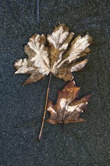 Maple leaves frozen in water