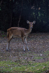 Wild deer roaming at the forest at Handeleum Island, Banten, Indonesia