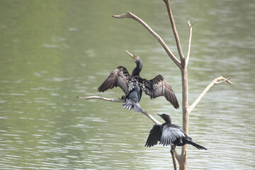 Double crested cormorant bird perched on a branch
