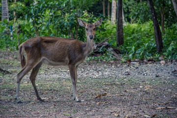 Wild deer roaming at the forest at Handeleum Island, Banten, Indonesia