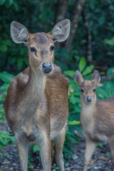 Wild deers roaming at the forest at Handeleum Island, Banten, Indonesia